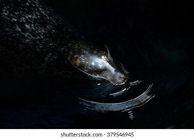 Monk Seal Relaxing On Surface Of Calm Sea