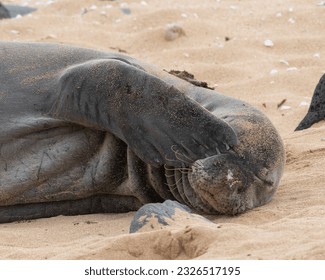 Monk Seal Resting On Beach In Hawaii - Powered by Shutterstock