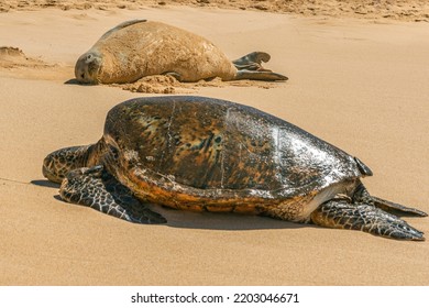 Monk Seal And Sea Turtle Basking On The Beach