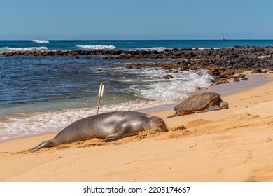 Monk Seal And Sea Turtle Resting Together On Tropical Beach Near Reef