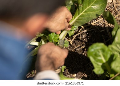 Monk Working In The Convent Garden