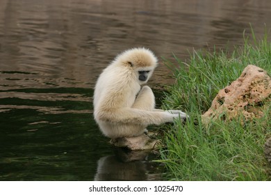 Monkey