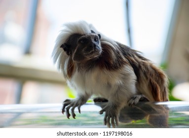Monkey 
