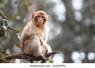 2,809 Morocco Monkey Images, Stock Photos & Vectors | Shutterstock