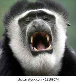 Monkey