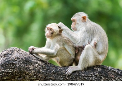 monkey