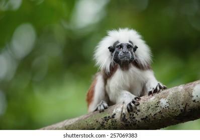 monkey