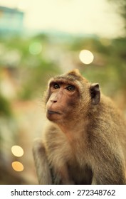 Monkey