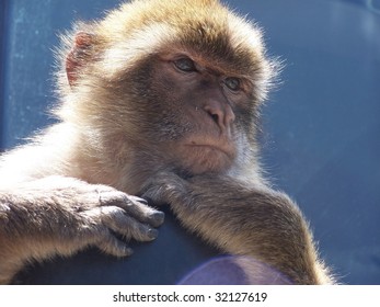 monkey