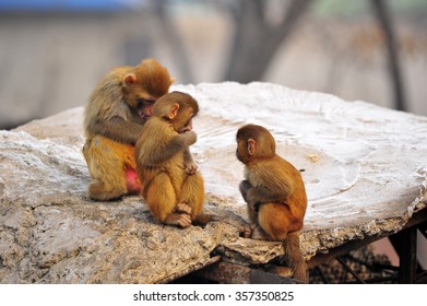 The monkey