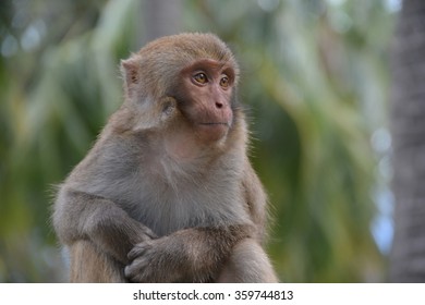 The monkey