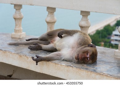 The Monkey