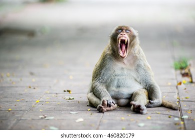 Monkey