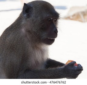 monkey