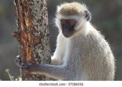 Monkey