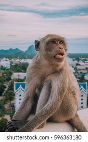 Monkey
