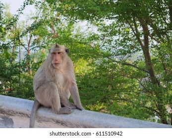 Monkey