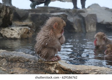 monkey
