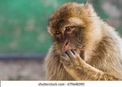 Monkey