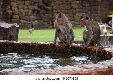 Monkey