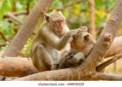 monkey