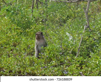 monkey