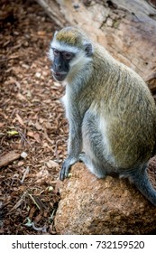 monkey