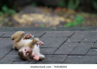 monkey