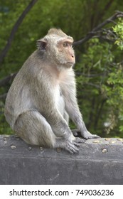monkey