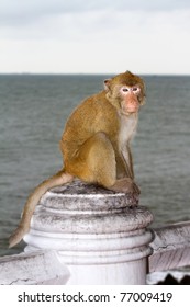 55 Monkey nude Images, Stock Photos & Vectors | Shutterstock