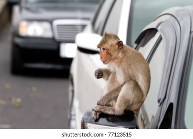 55 Monkey nude Images, Stock Photos & Vectors | Shutterstock