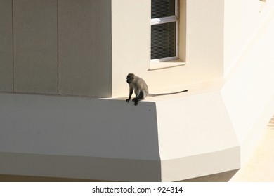 Monkey