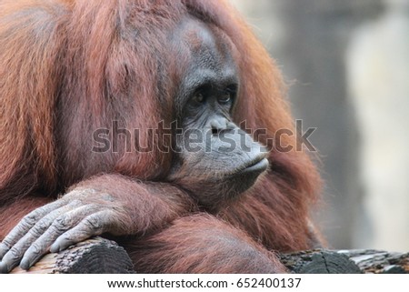 monkey