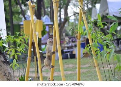 monkey in all its glory