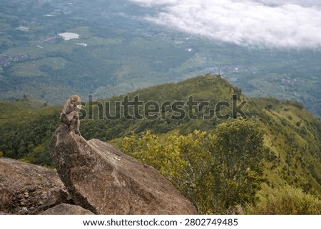 
A monkey appears quite calm as it eats among the rocks of Mount Merbabu.