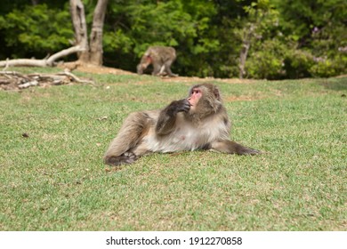 A monkey at Arashiyama Monkey Park, Kyoto.