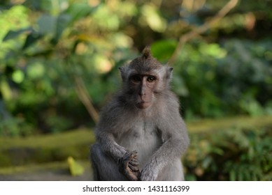 Monkey Asia Orang Outang Stock Photo 1431116399 | Shutterstock