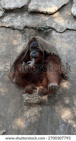 The monkey asks for some goodies
