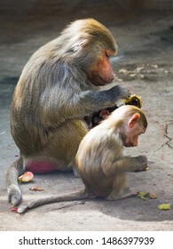 Monkey  Baboon Hamadryl With Baby Eating Vegetables