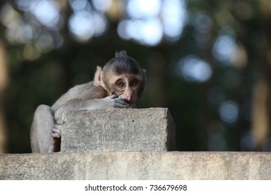 Monkey & Baby monkey 