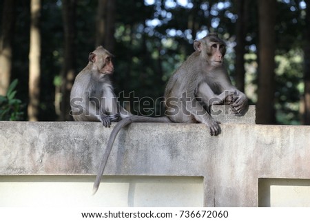 Monkey & Baby monkey