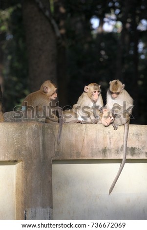 Monkey & Baby monkey