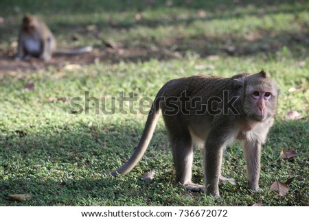Monkey & Baby monkey