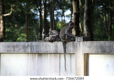 Monkey & Baby monkey