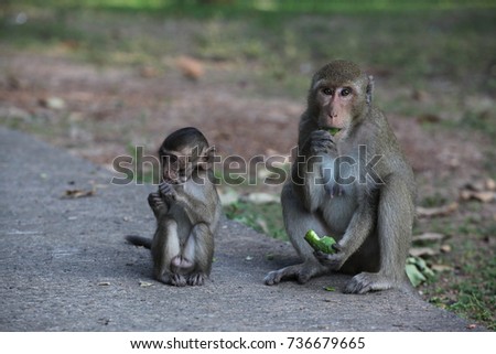 Monkey & Baby monkey 