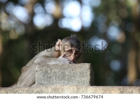 Monkey & Baby monkey 