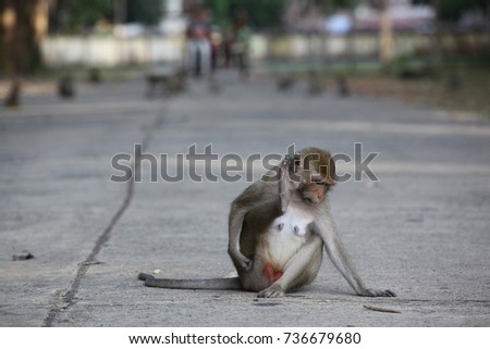 Monkey & Baby monkey 