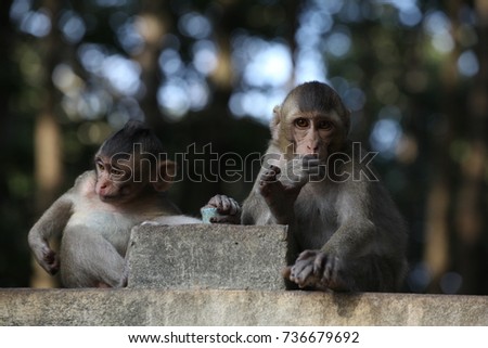 Monkey & Baby monkey 