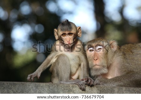 Monkey & Baby monkey 