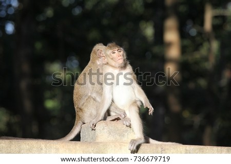 Monkey & Baby monkey 